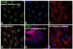 FOXA1 Antibody in Immunocytochemistry (ICC/IF)