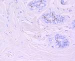 FOXA1 Antibody in Immunohistochemistry (Paraffin) (IHC (P))