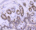 FOXA1 Antibody in Immunohistochemistry (Paraffin) (IHC (P))