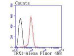 Thioredoxin 1 Antibody in Immunohistochemistry (Paraffin) (IHC (P))