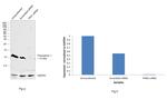 Thioredoxin 1 Antibody in Western Blot (WB)