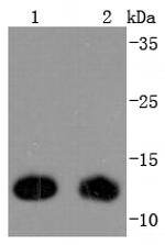 Thioredoxin 1 Antibody in Western Blot (WB)