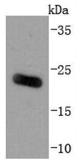 ARF6 Antibody in Western Blot (WB)
