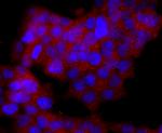 CD19 Antibody in Immunocytochemistry (ICC/IF)