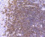 CD19 Antibody in Immunohistochemistry (Paraffin) (IHC (P))