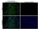 CD19 Antibody in Immunohistochemistry (Paraffin) (IHC (P))