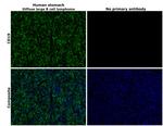 CD19 Antibody in Immunohistochemistry (Paraffin) (IHC (P))