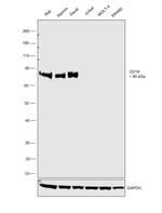 CD19 Antibody in Western Blot (WB)