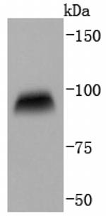 CD19 Antibody in Western Blot (WB)