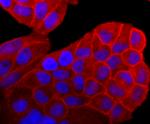 Pan Ras Antibody in Immunocytochemistry (ICC/IF)