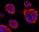 Pan Ras Antibody in Immunocytochemistry (ICC/IF)