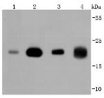 Pan Ras Antibody in Western Blot (WB)