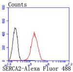 SERCA2 ATPase Antibody in Flow Cytometry (Flow)