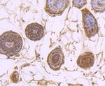 SERCA2 ATPase Antibody in Immunohistochemistry (Paraffin) (IHC (P))