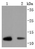 Thioredoxin 1 Antibody in Western Blot (WB)