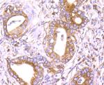 CHOP Antibody in Immunohistochemistry (Paraffin) (IHC (P))