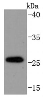 CHOP Antibody in Western Blot (WB)