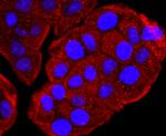 GC Antibody in Immunocytochemistry (ICC/IF)