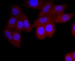 Human IgA Antibody in Immunocytochemistry (ICC/IF)