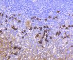 Human IgA Antibody in Immunohistochemistry (Paraffin) (IHC (P))