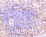 Human IgA Antibody in Immunohistochemistry (Paraffin) (IHC (P))