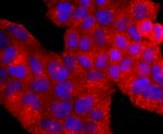 AHR Antibody in Immunocytochemistry (ICC/IF)