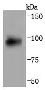 AHR Antibody in Western Blot (WB)