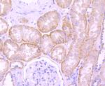 Laminin beta-1 Antibody in Immunohistochemistry (Paraffin) (IHC (P))