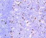 Parvalbumin Antibody in Immunohistochemistry (Paraffin) (IHC (P))