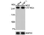 Neural/Glial Antigen 2 (NG2) Antibody in Western Blot (WB)