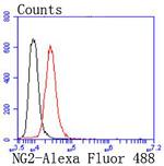 Neural/Glial Antigen 2 (NG2) Antibody in Flow Cytometry (Flow)