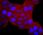 ERCC1 Antibody in Immunocytochemistry (ICC/IF)