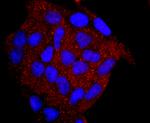 Myeloperoxidase Antibody in Immunocytochemistry (ICC/IF)