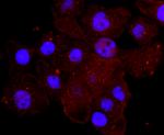 Myeloperoxidase Antibody in Immunocytochemistry (ICC/IF)