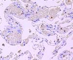 Myeloperoxidase Antibody in Immunohistochemistry (Paraffin) (IHC (P))