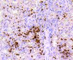 Myeloperoxidase Antibody in Immunohistochemistry (Paraffin) (IHC (P))