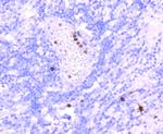 Myeloperoxidase Antibody in Immunohistochemistry (Paraffin) (IHC (P))