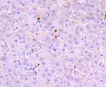 Myeloperoxidase Antibody in Immunohistochemistry (Paraffin) (IHC (P))