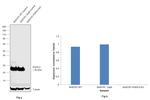 PGP9.5 Antibody