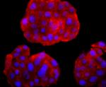 PGP9.5 Antibody in Immunocytochemistry (ICC/IF)