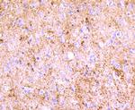 PGP9.5 Antibody in Immunohistochemistry (Paraffin) (IHC (P))