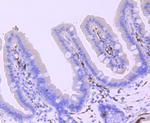 PGP9.5 Antibody in Immunohistochemistry (Paraffin) (IHC (P))