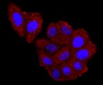 Haptoglobin Antibody in Immunocytochemistry (ICC/IF)