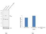 Ezrin Antibody in Western Blot (WB)