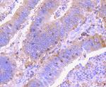 Ezrin Antibody in Immunohistochemistry (Paraffin) (IHC (P))