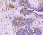 Ezrin Antibody in Immunohistochemistry (Paraffin) (IHC (P))