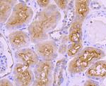 Ezrin Antibody in Immunohistochemistry (Paraffin) (IHC (P))