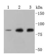 Ezrin Antibody in Western Blot (WB)