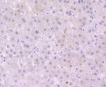 S1P1 Antibody in Immunohistochemistry (Paraffin) (IHC (P))