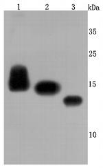 CD59 (Protectin) Antibody in Western Blot (WB)